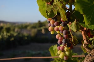 Grappe-de-raisin-dans-le-vignoble