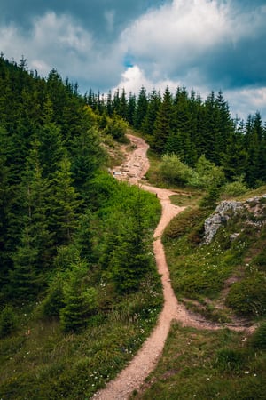 Sentier-dans-la-forêt
