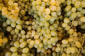 Cépages blancs destinés à la récolte